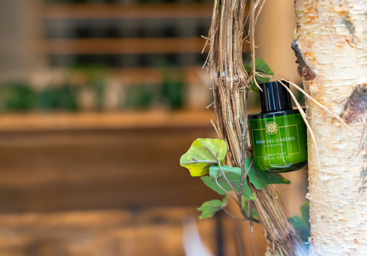 Eau de parfum Ambre des Lumières suspendue à une branche de bouleau